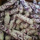 ��ǰ�� �̹���